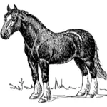 Силуэт изображения лошади