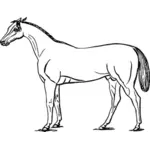 Vector de caballo dibujo