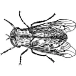 Horsefly изображение
