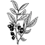 Huckleberry vector drawing