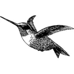 Kolibřík, kresba