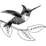Kolibri-Bild