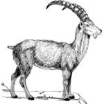 Ibex vector drawing
