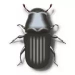 Pine beetle