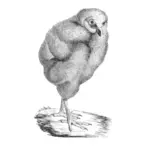 Ilustracja wiktoriański ptak