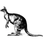 Ilustración de canguro