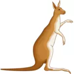 Kanguru resim
