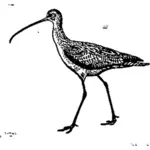 Lange-Brachvogel