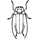 Lang - horned beetle
