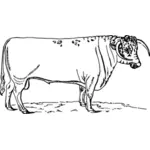 Lång-horned bull
