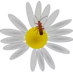 Bug op een vector bloem