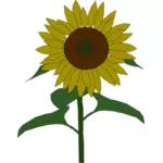 Sunflower vektor grafis