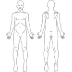 Mannlige anatomi bilde