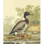 Mallard bird in nature clip art