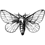 Maple moth