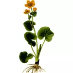 Marsh kadife çiçeği