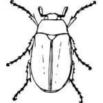 Mai beetle