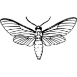 Moth drawing