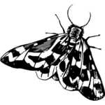 Moth up close