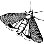 Papillon de nuit en noir et blanc
