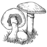 Illustrazione di vettore di funghi