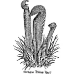 Kuzey sürahi çizim bitki