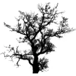 Старое дерево slhouette