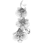 Orchidee Skizze