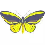 Motyl Ornithoptera
