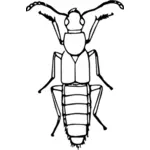 Rove Käfer