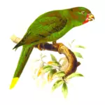 棕榈澳洲鹦鹉