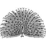 Peacock vector image