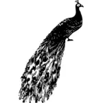 Peacock vector illustration