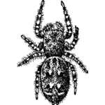 Hairy bug vector image