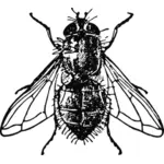 Ilustração em vetor mosca