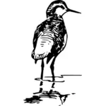 Vektor illustration av kvinnliga phalaorope fågel