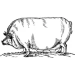 Şişko domuz