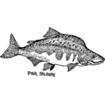 粉红鲑鱼绘图