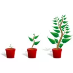Plante verzi în imaginea vectorială vase