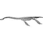 プレシオサウルスの骨格