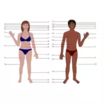 Anatomie des menschlichen Körpers Diagramm