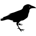 Raven vogel vector afbeelding
