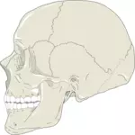 Craniul uman