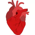 Realistische rood hart