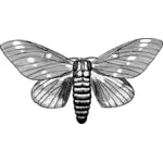 Regal moth