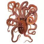 Vector clip art of red octopus