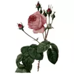 잎과 꽃 핑크 로즈