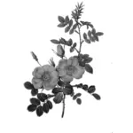 Rose i svart-hvitt