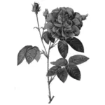 Divoké růže v šedé barvě