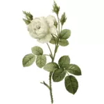 White rose with thorns